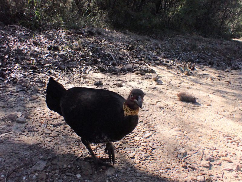 Australian brushturkey