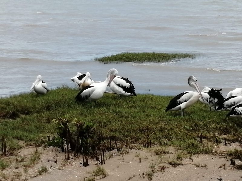 Australian pelicans