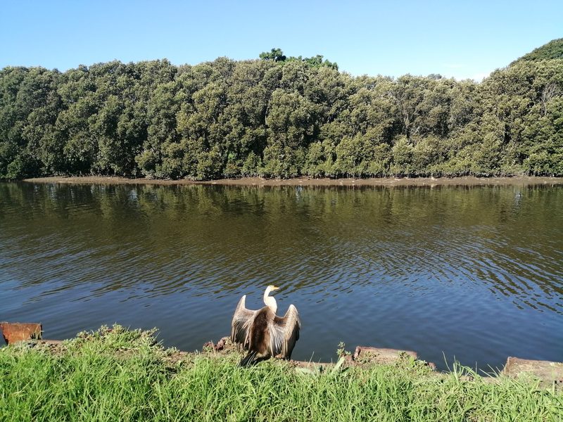 Australasian darter drying its wings