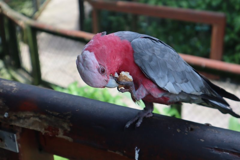 Galah