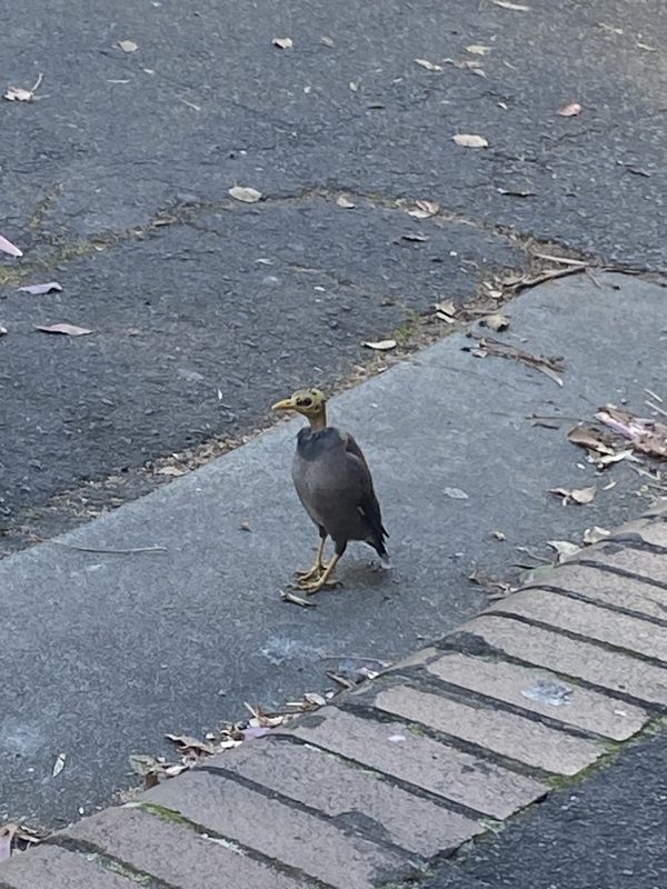 Common myna
