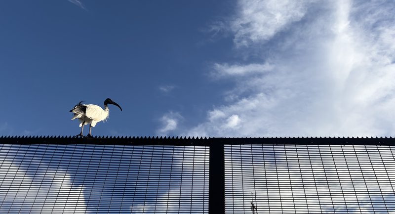 Australian white ibis