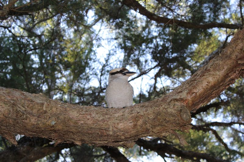Laughing kookaburra